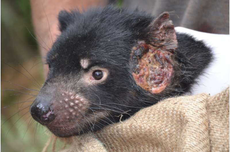 Human drugs could help treat transmissible cancers in Tasmanian devils