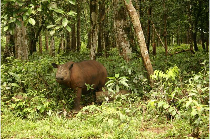 Humans are Sumatran rhinoceros' biggest threat -- and last hope