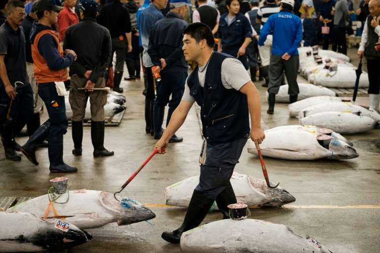 Hundreds of fresh and frozen tuna tagged with their weight and ports of origin were laid out in lines as veteran buyers in rubbe