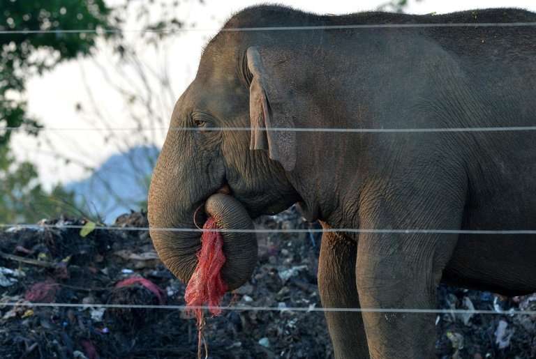 Hundreds of Sri Lanka's wild elephants now scavage at rubbish dumps, risking their health due to plastic scraps mixed with rotti
