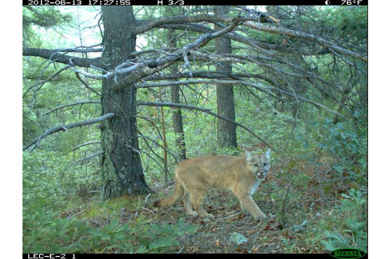 Hunger guides mountain lions' actions to enter residential areas