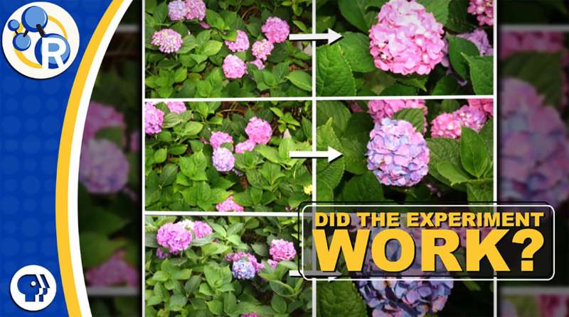 Hydrangeas and the science of do-overs (video)
