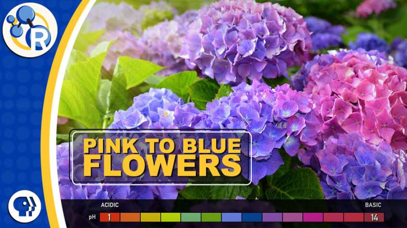 Hydrangeas, the strange color-changing flowers (video)