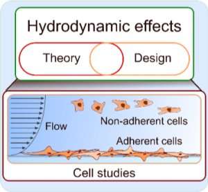 Hydrodynamics in cell studies