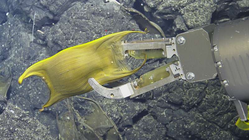 Hydrothermal vents speed development of deep-sea marine animal eggs