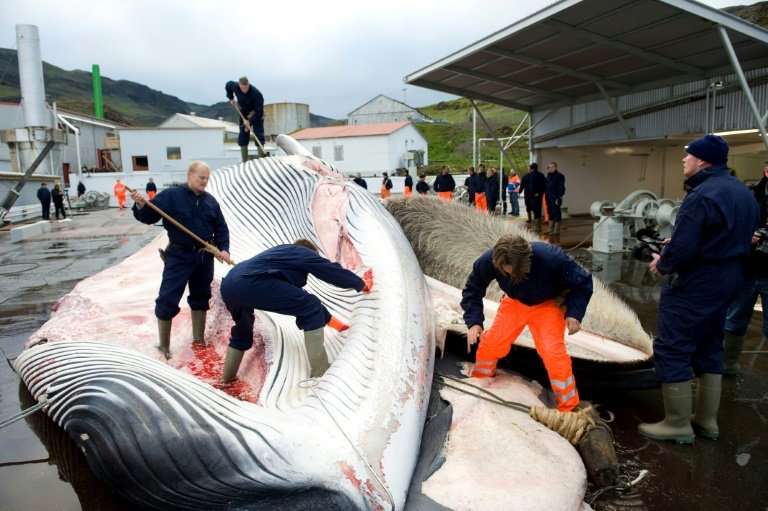 Icelandic whaling company Hvalur, whose employees are pictured cutting open a 35-tonne Fin whale in 2009, will begin hunting the
