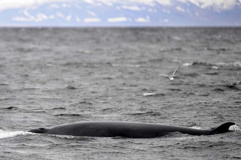Iceland openly defies the International Whaling Commission's 1986 ban on whale hunting