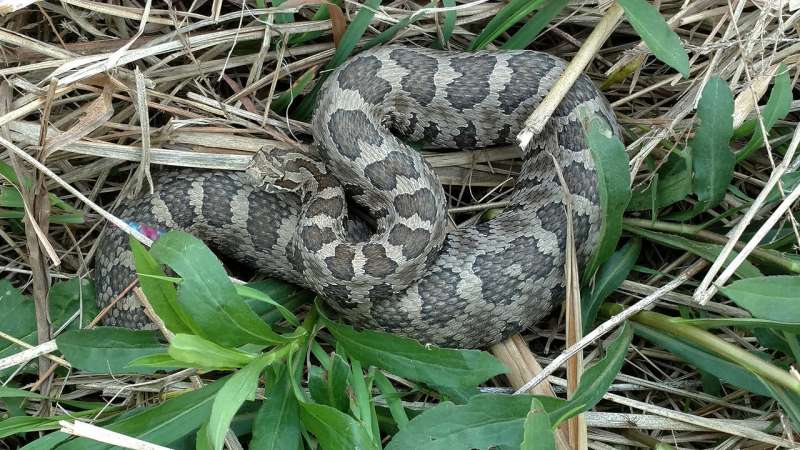 Illinois' imperiled eastern massasauga rattlesnakes retain genetic diversity