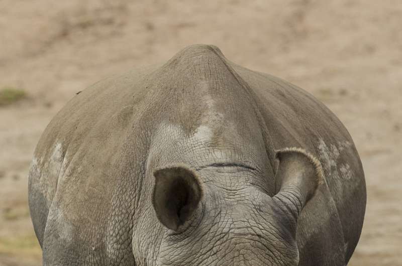 Imminent extinction of northern white rhinoceros motivates genetic recovery efforts