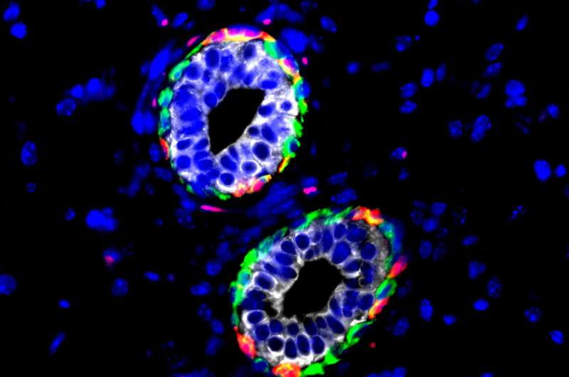 Immune cell provides cradle for mammary stem cells