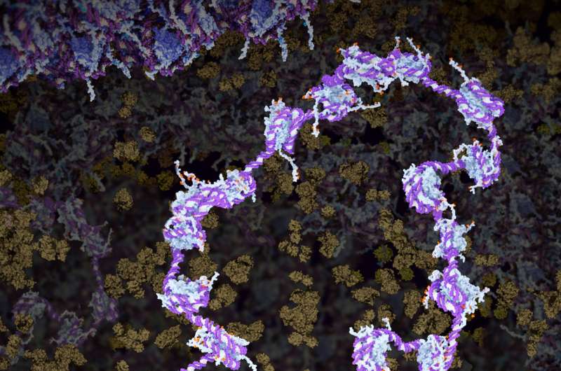 Immune health maintained by meticulously ordered DNA