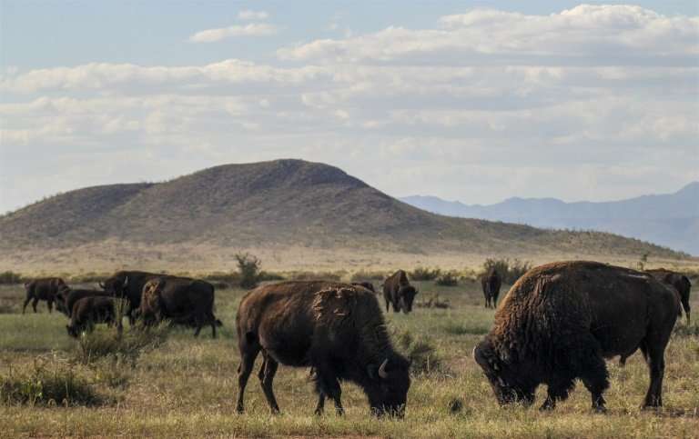 In 2009, 23 American bison were introduced to the El Uno ranch in Chihuahua, Mexico as part of a conservation plan for the speci