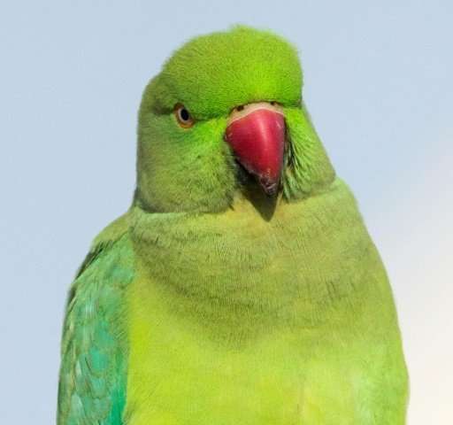 In Amsterdam, home to one of the largest colonies of parakeets, the town hall has banned residents from putting out food in some