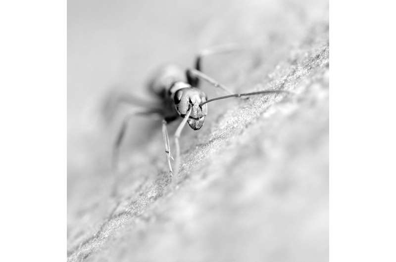 In an ant's world, the smaller you are, the harder it is to see obstacles