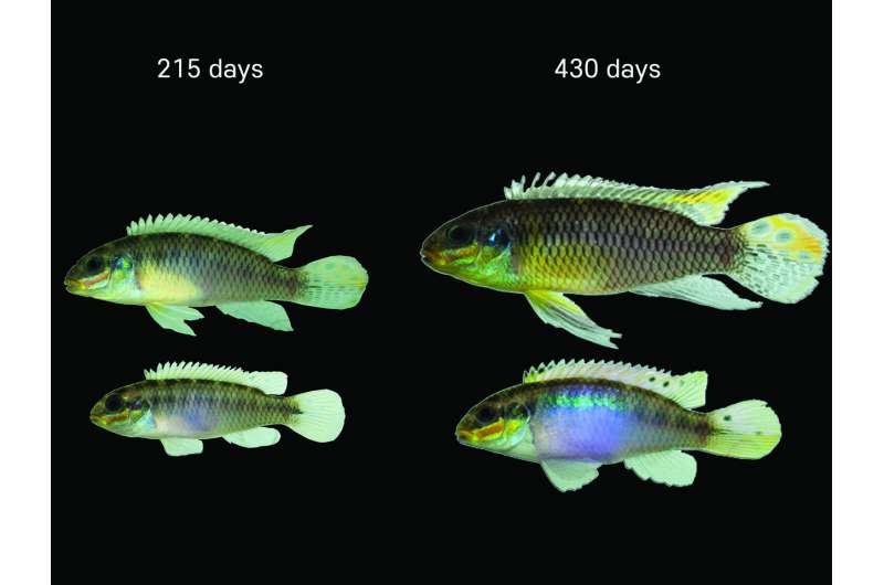 In a threatening environment, male cichlids delay the development of their striking color