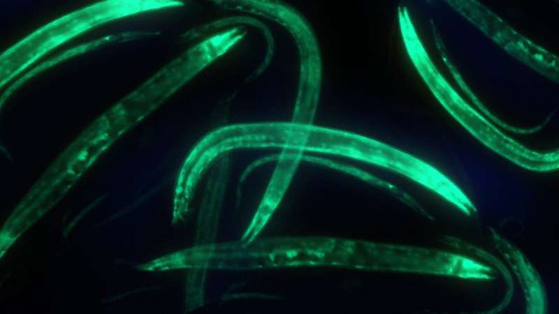 In a tiny worm, a close-up view of where genes are working