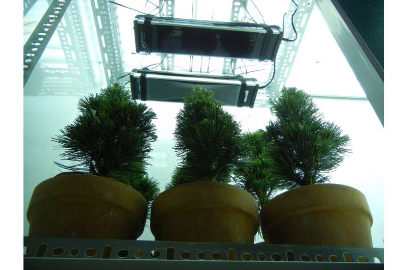 Increased UV from ozone depletion sterilizes trees