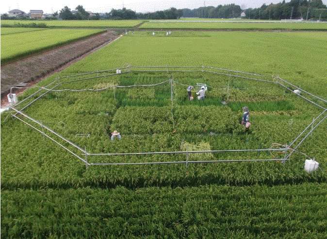 Increasing CO2 levels reduce rice's nutritional value