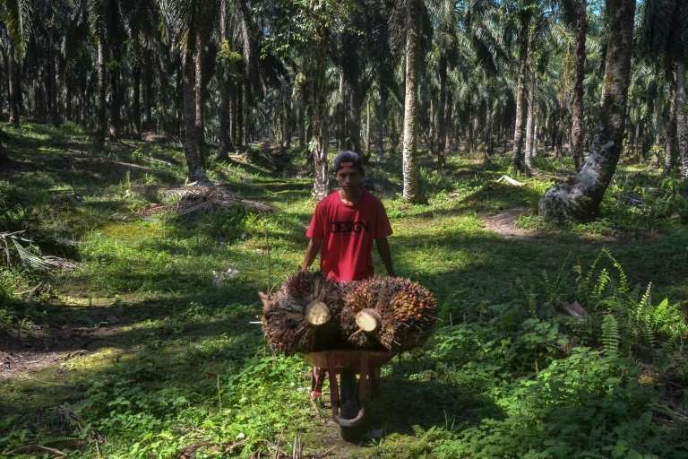 Indonesian farmer Kawal Surbakti says a planned EU palm oil ban could devastate his income