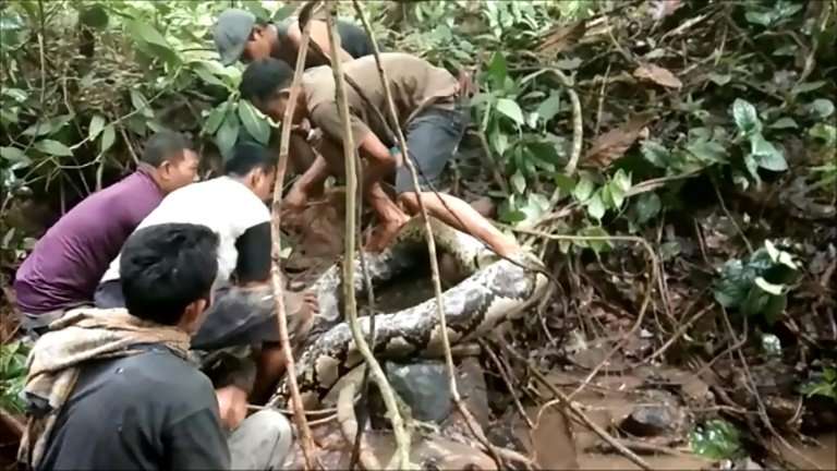 Indonesian villagers initially thought the giant snake was just an old log before one of them touched the serpent, triggering it