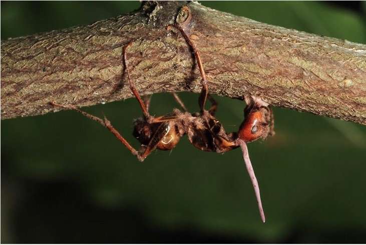 Infected 'zombie ants' face no discrimination from nest mates
