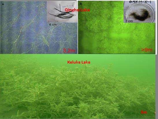 Influence of aquatic plants on long chain n-alkanes in lake sediments