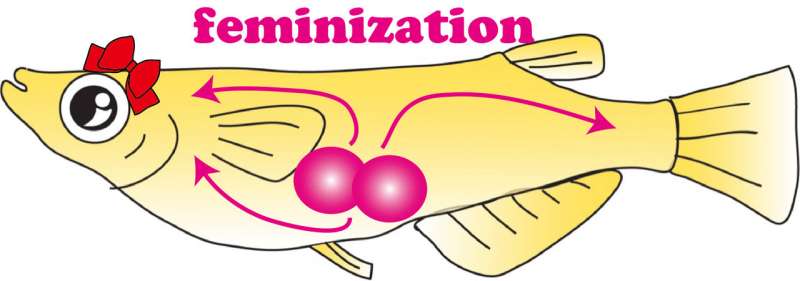 Inherent feminizing effect of germ cells—new insights into sex determination