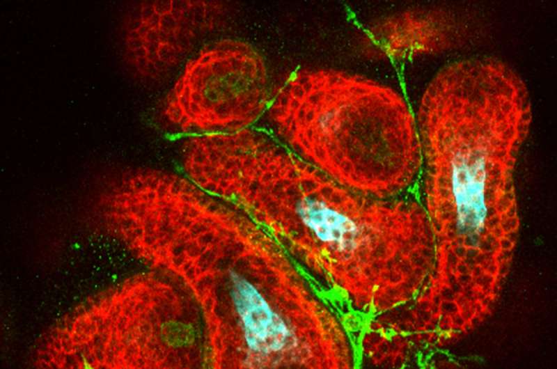 In scientific first, IU researchers grow hairy skin in a dish