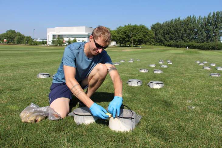 Insecticide efficacy in turfgrass is focus of study