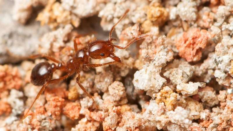 Intensive biomass harvest linked to fire ant colonization, decreased invertebrate diversity