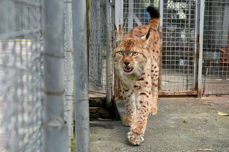 In the 1970s, the region had about 280 Balkan Lynxes, according to biodiversity experts, but civil unrest, poaching and habitat 