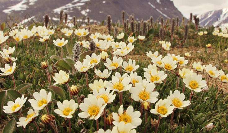 In the absence of bees, flies are responsible for pollination in the Arctic region