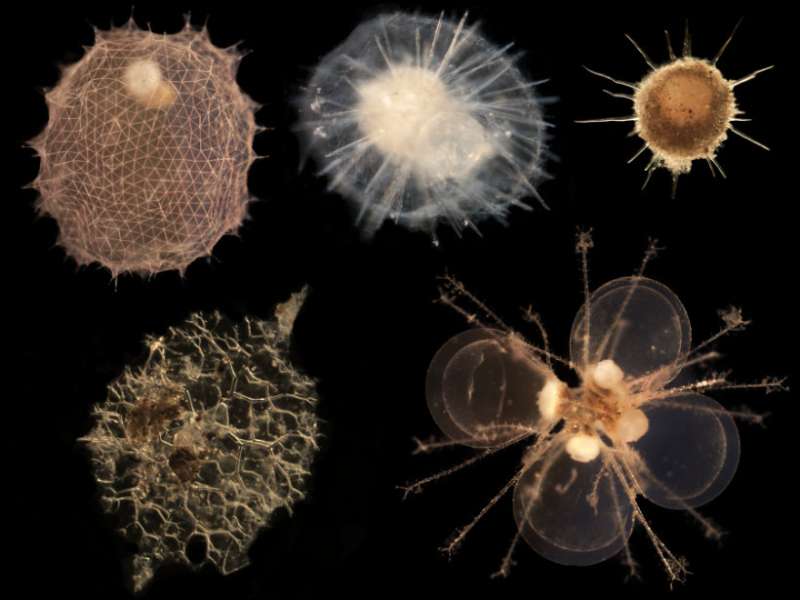 In the ocean's twilight zone, tiny organisms may have giant effect on Earth's carbon cycle