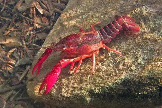 Invasive crayfish lead to more mosquitoes and risk of disease in Southern California