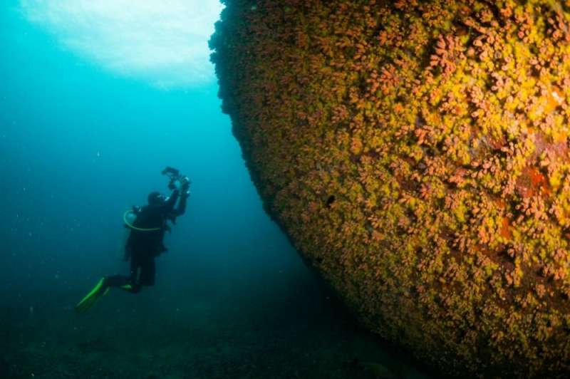 Invasive species of coral boasts amazing capacity for regeneration
