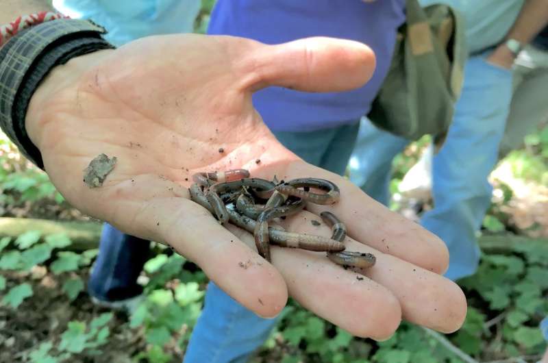 Invasive worms spreading in Arboretum forests, limited effects so far