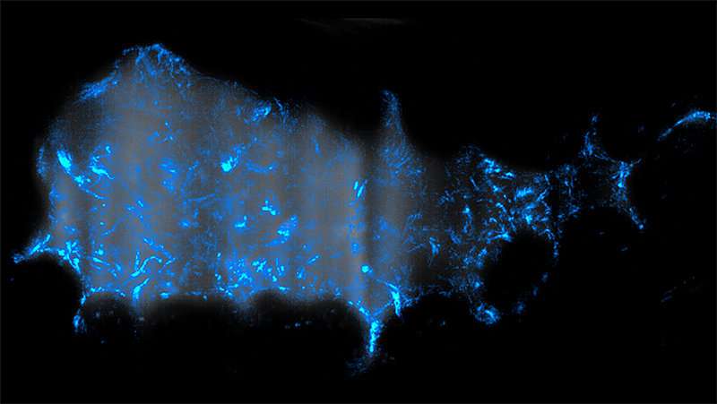 In zebrafish, the cholera bacterium sets off a surprising flush