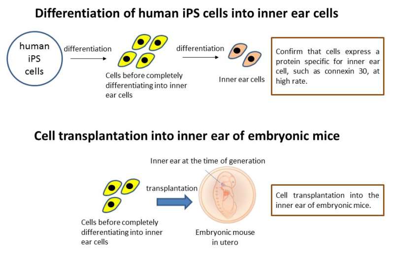 iPS cell-derived inner ear cells may improve congenital hearing loss