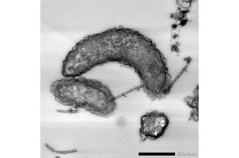 Iron-corroding bacteria shown to possess enzymes enabling them to extract electrons from extracellular solids