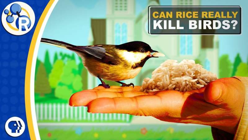 Is throwing rice at weddings bad for birds? (video)