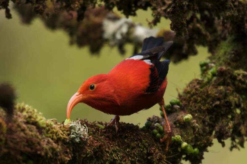 It's go time for Hawaiian bird conservation, and luckily there's a playbook