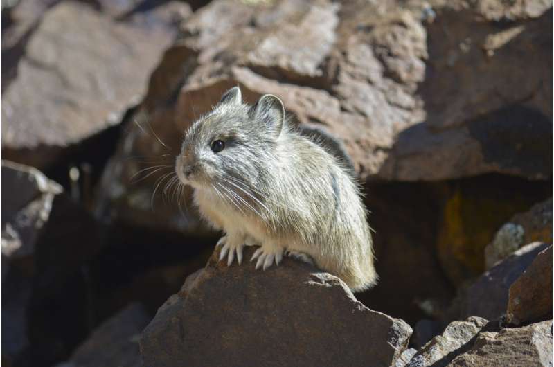 It’s in the genes – there may be hope for pikas hit by climate change, researchers find