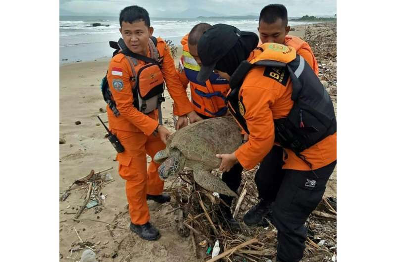 It took four staff to haul the giant sea turtle back to sea after it became trapped in a pile of marine trash in the wake of Ind