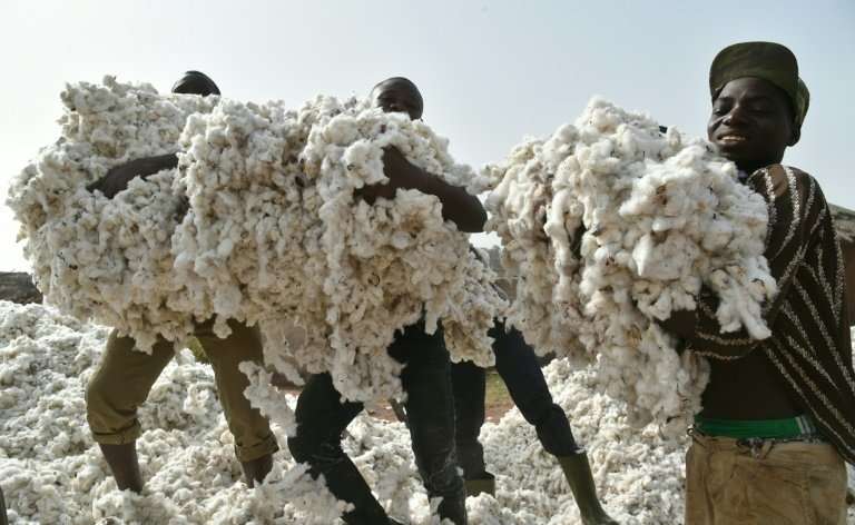 Ivory Coast hopes to become one of the top three African producers of cotton and among the top 10 worldwide