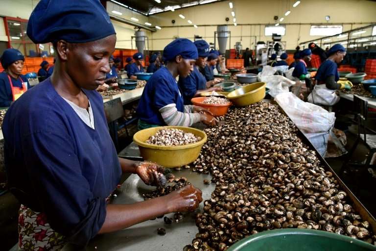 Ivory Coast is the world's biggest grower of cashews—it now hopes to develop the processing side of the industry, to create jobs