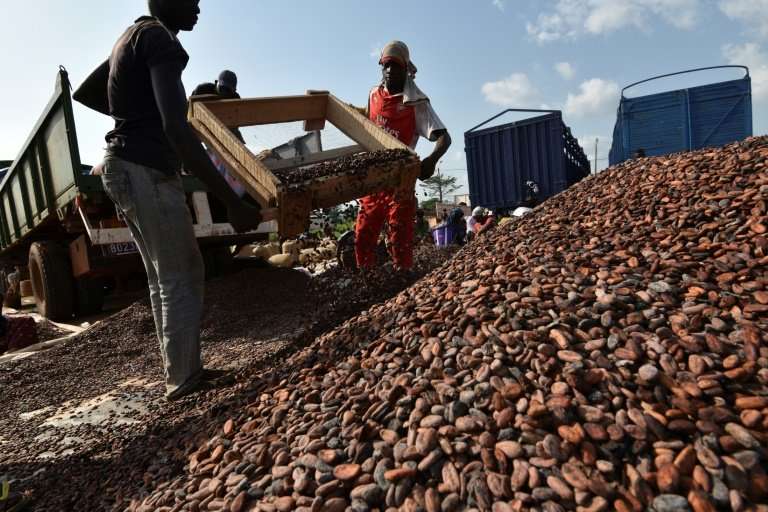 Ivory Coast, the world's top cocoa grower, wants to construct power stations burning cocao waste
