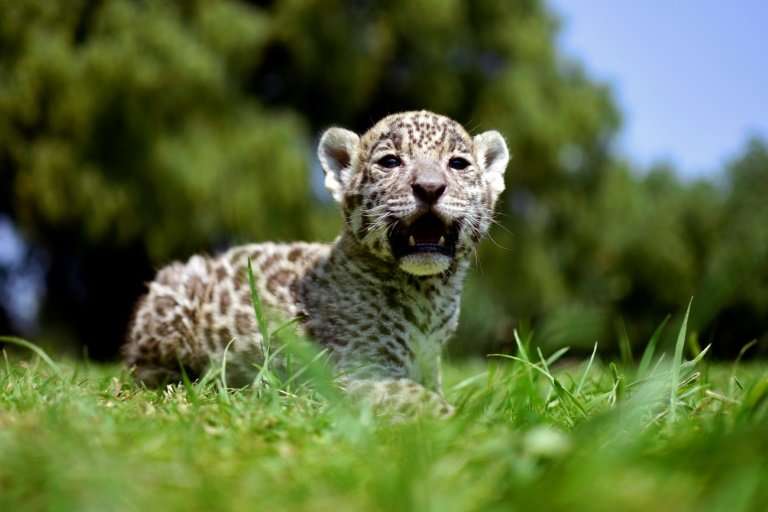 Jaguars are the largest cats in the Americas, and the third-largest in the world, after lions and tigers