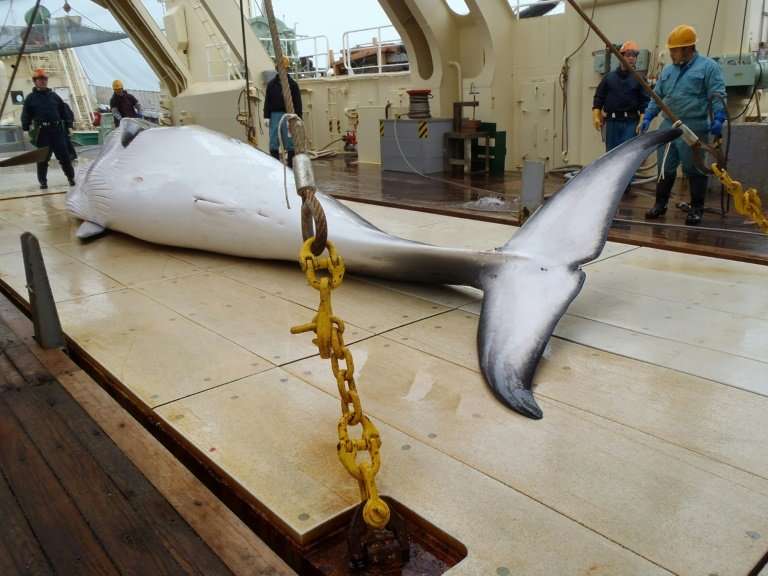 Japan says whale hunting is necessary for 'scientific research', a claim rubbished by Australia