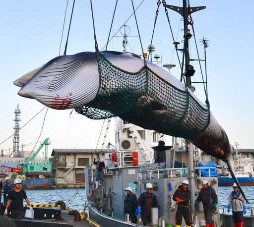 Japan will resume commercial whaling, but not in Antarctic