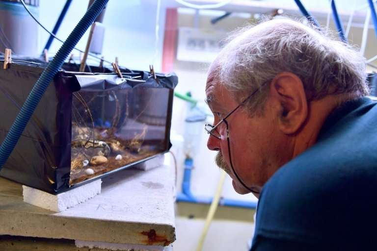 Jean-Charles Massabuau observing oysters attached to electrodes in a specially built tank at his lab in Arcachon, southwest Fran